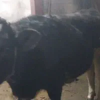 فروش ۲عدد گوساله|حیوانات مزرعه|قیدار, |دیوار