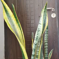 گل سانسوریا وگلدان|گل و گیاه طبیعی|شیروان (خراسان), |دیوار