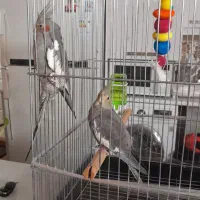 عروس هلندی|پرنده|اسلام‌شهر, مسکن مهر اسلاشهر (شهرک امام خمینی)|دیوار