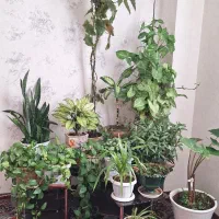 گل های شاداب