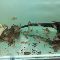 ماهی زینتی|ماهی|بندر ماهشهر, |دیوار