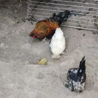 فروش دو تا مرغ و یک خروس پا پر