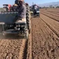 کاشت سیرقرمزو سفید