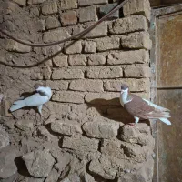 رنگی|پرنده|قزوین, |دیوار