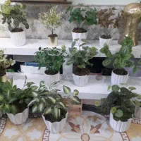 گل آلما|گل مصنوعی|تربت جام, یحیی آباد|دیوار