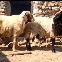 گوسفن کاور ورن قوچ میش|حیوانات مزرعه|کوزران, |دیوار