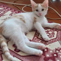 واگذاری گربه dsh
