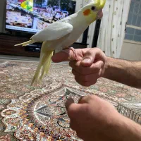 جوجه عروس هلندی|پرنده|گلبهار, نوبهار|دیوار