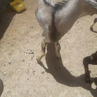 یک کهره نرسومال