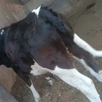 گوساله هلشتاین ماده|حیوانات مزرعه|زهک, |دیوار