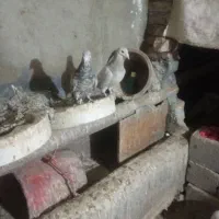 سالم سالم هست پول نیازم وگرنه نمی فرختم