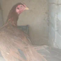 مرغ|حیوانات مزرعه|ایرانشهر, |دیوار