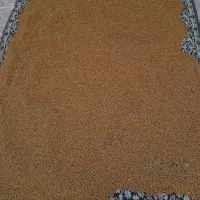فروش عمده نخود قرمز