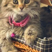 واگذاری گربه برتیش