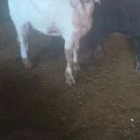 بزبزغاله میش|حیوانات مزرعه|تربت‌حیدریه, کوی شهید احمدزاده ملکی|دیوار