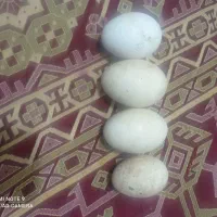 ۴عدد تخم غاز