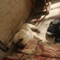 سگ شیتزو پامر ۱ ساله