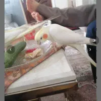 2تا عروس هلندی|پرنده|اسلام‌شهر, شهرک مهدیه|دیوار