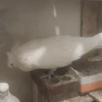 کبوتر|پرنده|بومهن, |دیوار