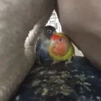 سه عدد طوطی کوتوله با قفی