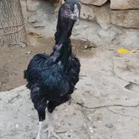 مرغ لاری جوان|حیوانات مزرعه|سنقر, |دیوار