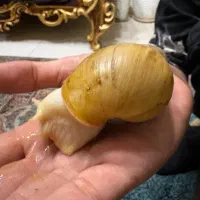 حلزون پرورشی خاویار