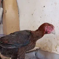 مرغ لاری اصل 6 عدد|حیوانات مزرعه|قرچک, زیبا شهر|دیوار