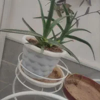 فروش گل|گل و گیاه طبیعی|یزد, |دیوار