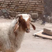 قوچ   خروف عراقی شرط مال دبعنه جهت فروش