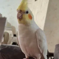 عروس هلندی گمشده