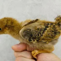 جوجه های ۱۵ روزه محلی