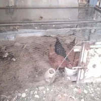 مرغ|حیوانات مزرعه|قره کهریز, |دیوار