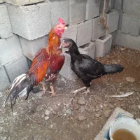 مرغ و خروس|حیوانات مزرعه|میناب, |دیوار