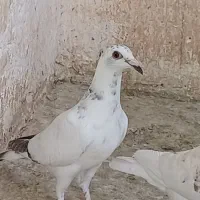 جوجه و جوانه آلمانی