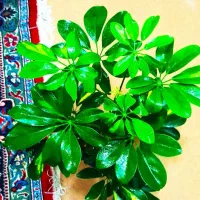 گل وگیاه|گل و گیاه طبیعی|خرمشهر, |دیوار