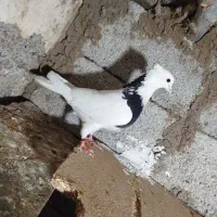 اون یک جفتا1200اون ماده هاهم‌دونی700