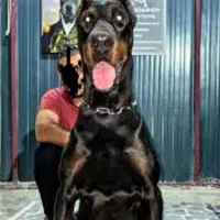 دوبرمن اروپایی قد بلند وژرمن شپهرد شولاین موبلند|سگ|تهران, شادمان|دیوار