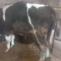 فروش ۵راس گاو گوساله|حیوانات مزرعه|ایلخچی, |دیوار