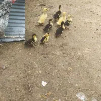 بچه اردک