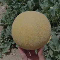 فروش عمده خربزه ملون