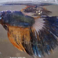 فایتر کلکسیونی|ماهی|پردیس, فاز ۱۱|دیوار