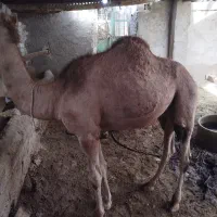 یک عدد جونگ با گوساله نر
