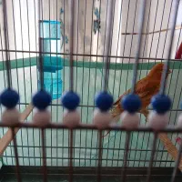 قنارئ|پرنده|سمیرم, |دیوار