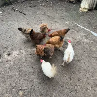 مرغ تخم گذار