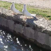 یک جفت کبوتر سفید خال دار|پرنده|سرپل ذهاب, |دیوار