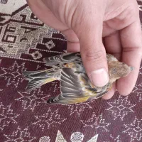 جوجه گلبسر.سهره.جوجه سهره.گلبسرنر.گلبسر ماده پرنده|پرنده|فیروزکوه, |دیوار