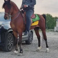 اسب کرد نریان 8ساله