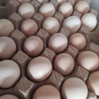 تخم‌مرغ محلی