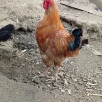 خروس محلی|حیوانات مزرعه|بانه, |دیوار