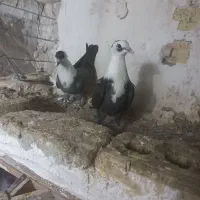 کبوتر کلاغ کاکلی پاک و کلاغ کربلایی|پرنده|گلبهار, شهر جدید گلبهار|دیوار